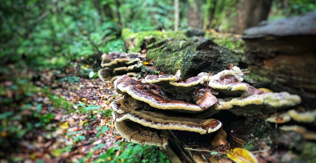 Fungi stacked on tree - Stock Image